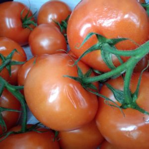 Fresh Tomato's 1kg